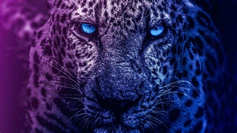 Lion Eyes Wallpaper Hd 1080p