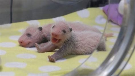 They grow up so fast! New photos of the Toronto Zoo's baby pandas | CBC News