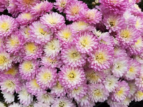 Pink Mums Flowers Crysanthemums Close Ups Stock Photo - Image of ...