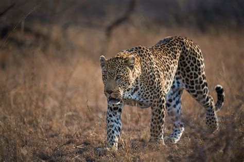 Leopard Hunting - Somerby Safaris