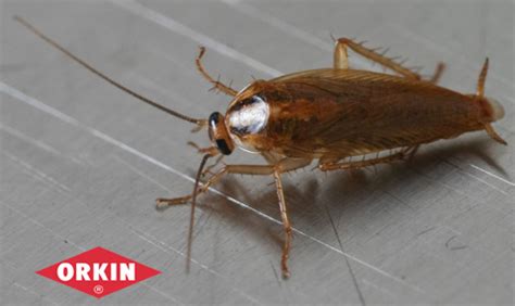 Foster Farms Takes Swing at Orkin over Roaches | Marler Blog