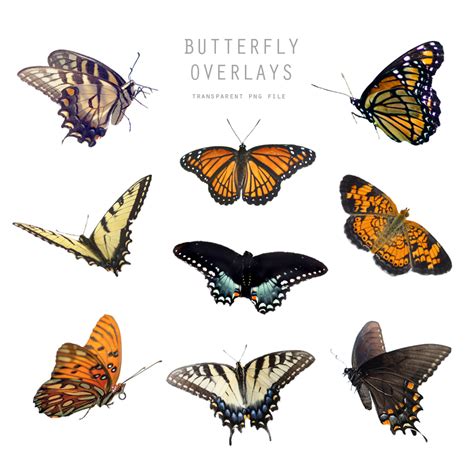 Butterfly Overlays | Squijoo.com