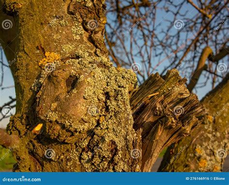 An Orchard Fruit Tree Attacked by the Fungal Disease Xanthoria ...