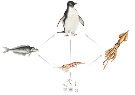 Adelie Penguin food chain - Kimberly Andrews