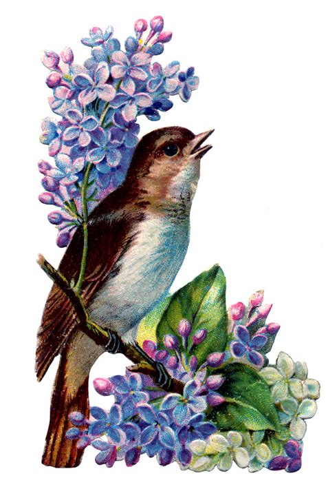 Vintage Image - Bird with Lilacs - The Graphics Fairy