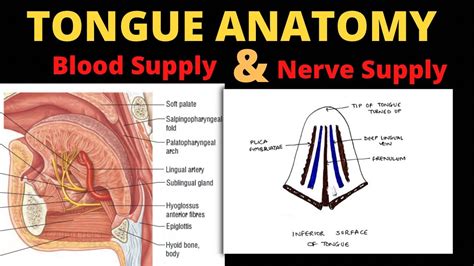 Tongue Anatomy (4/5) | Nerve Supply & Blood Supply of Tongue - YouTube