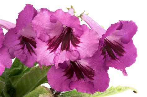 Growing Streptocarpus Indoors