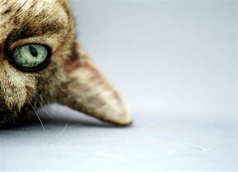 Cat Behavior 101 | PetMD