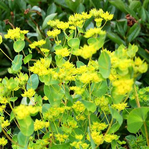 Bupleurum seeds for cut flowers - Bupleurum Rotundifolium