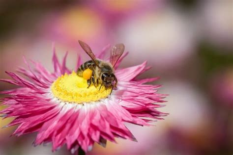 Botany Foundation announces 2021 student scholarships and awards