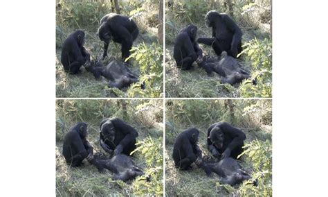 Chimp filmed cleaning dead son's teeth