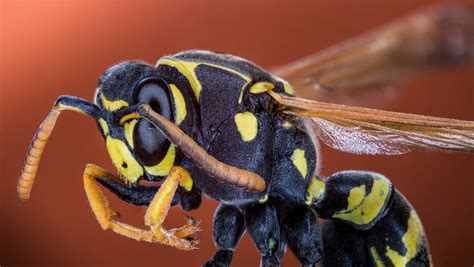 What is a wasp sting allergy? - curepedia