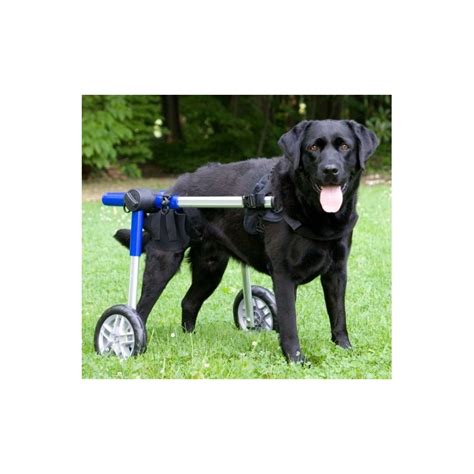 Dog wheelchair rental