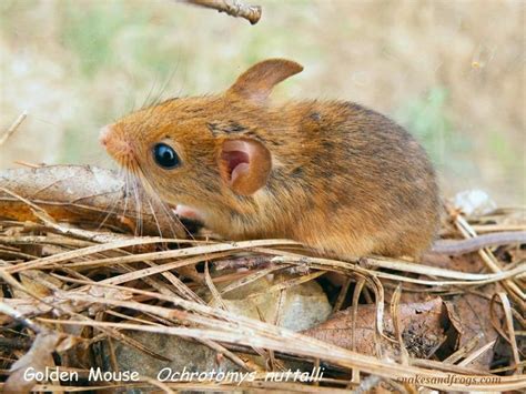 Muridae - Alchetron, The Free Social Encyclopedia