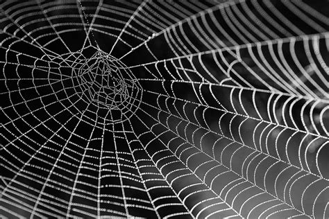 Telaraña Gota De Rocío Web - Foto gratis en Pixabay