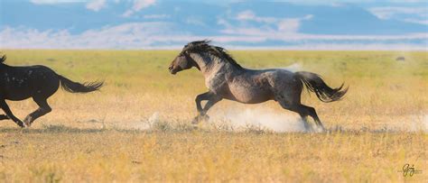 Wild Horse Photography – Fight | Photography of Wild Horses - Onaqui Herd