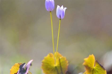 How to Plant, Grow, and Care for Twinleaf Flowers - The Grassy Root