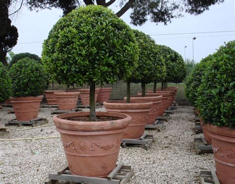 always perfect specimen trees in large clay pots | Large terracotta pots, Large outdoor planters ...