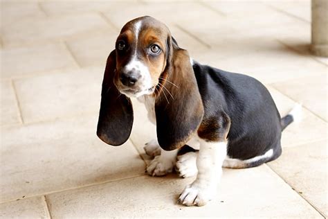 Basset Hound Puppies: The Ultimate Guide for New Dog Owners | The Dog ...