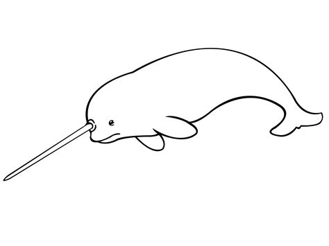 How to Draw a Narwhal: 5 Steps (with Pictures) - wikiHow