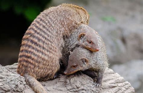 Banded Mongoose | The Animal Facts | Appearance, Diet, Habitat, Range