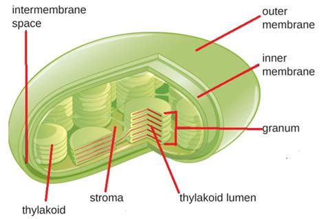 the structure of a plant cell, labeled in red and green with labels on it