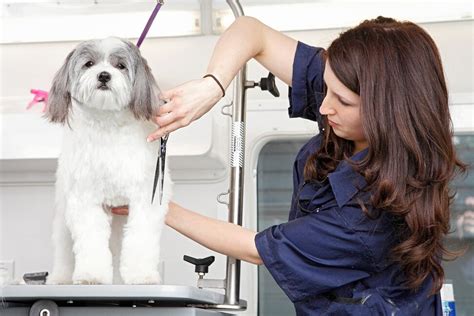 4 Benefits of Mobile Dog Grooming | Woofie's Pet Sitters, Dog Walkers & mobile pet grooming