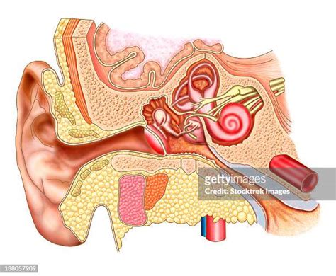 166 Ear Canal Anatomy Stock Photos, High-Res Pictures, and Images ...