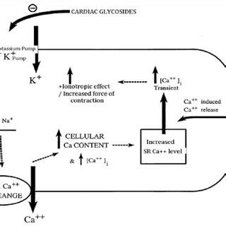 Mechanism of action of cardiac glycosides | Download Scientific Diagram