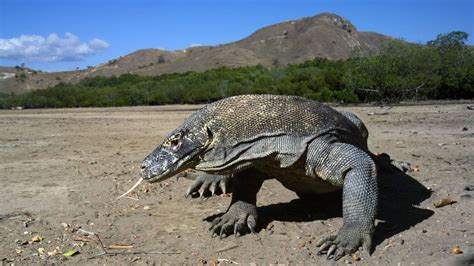 Is Komodo dragon blood the key to new antibiotics? - BBC News