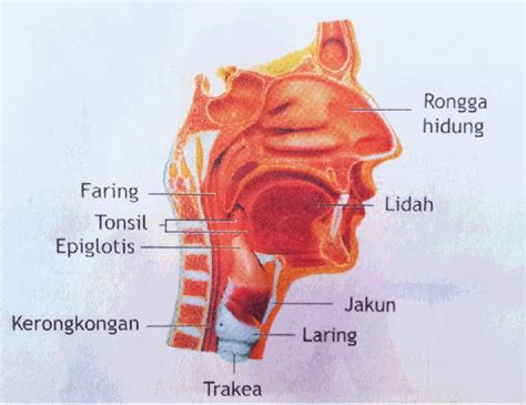 Santi Rahayu: Pengertian Faring