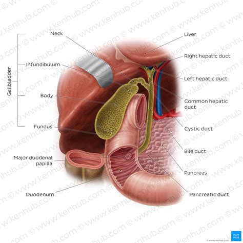 Gallbladder: Function, Anatomy And Histology Kenhub, 54% OFF