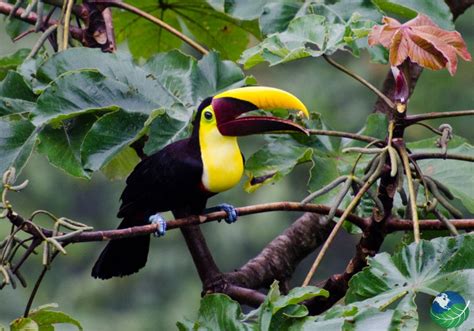 Corcovado National Park - The National Park of the Osa Peninsula