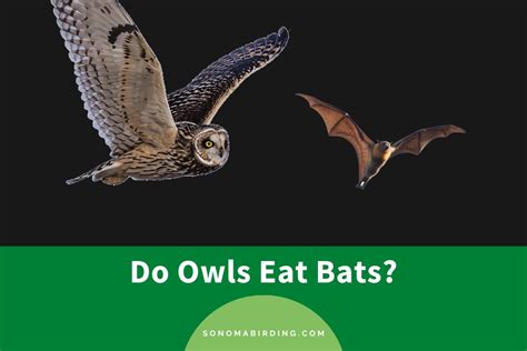 Do Owls Eat Bats? - Sonoma Birding