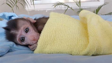 Cute baby monkey Suri just sleeping now - YouTube