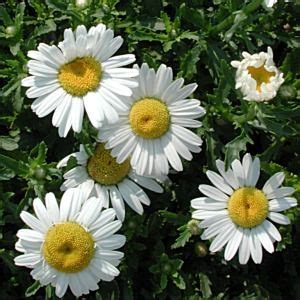 Leucanthemum May Queen - Beechmount Garden Centre