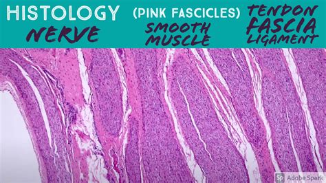 Nerve vs Smooth Muscle vs Dense Regular Connective Tissue (tendon ...