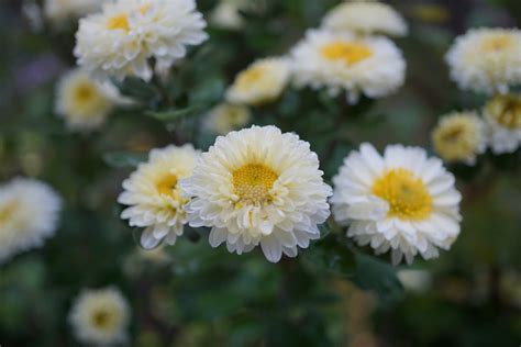 Chrysanthemum 'Poesie' – Ballyrobert Gardens