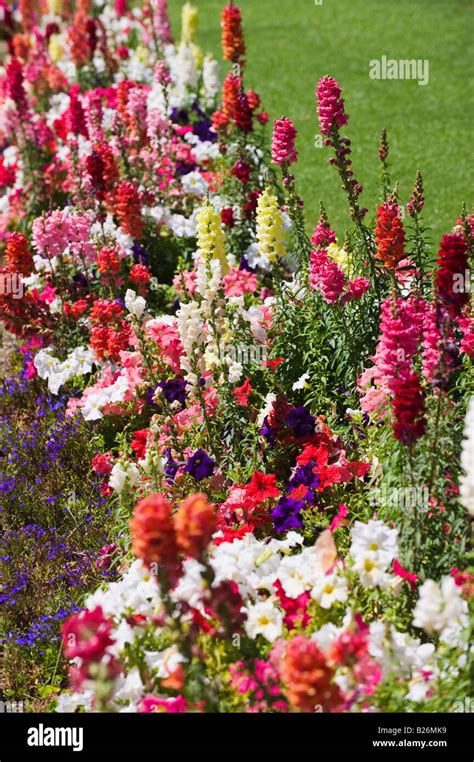 Assorted flowers in garden Stock Photo - Alamy