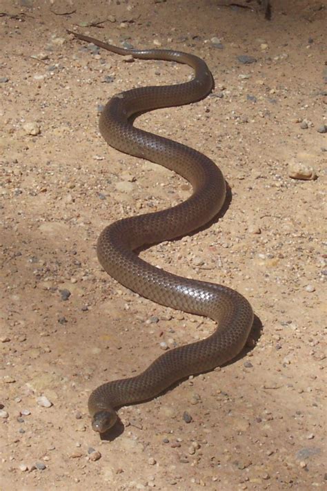 Eastern brown snake - Wikiwand