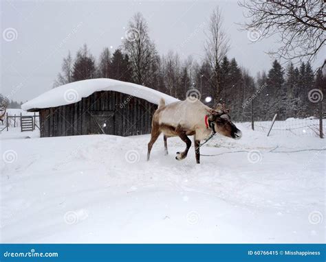 Running reindeer stock image. Image of frosty, seasonal - 60766415