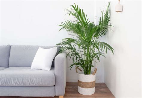 Types Of Indoor Palms