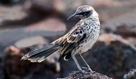 Mockingbird Of Galapagos - Facts, Information & Habitat