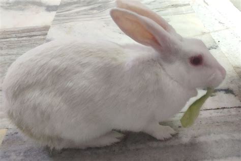 How To Introduce Vegetables To Rabbits? (All You Need To Know)