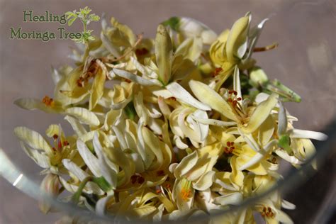 Organic Moringa Oleifera Flowers Tea