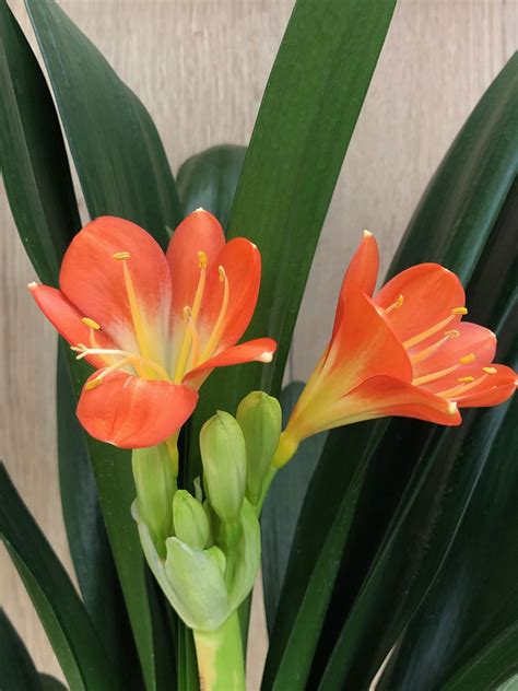 Our Care Guide for Clivia (Natal/Bush Lilies)