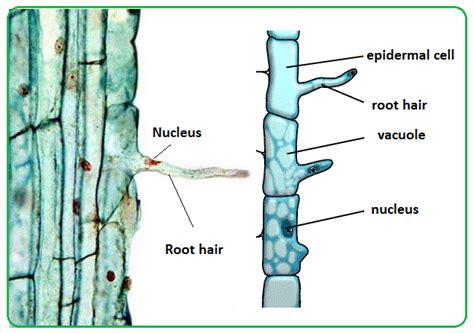 8 Difference between Root Hair and Stem Hair with Table - Core Differences