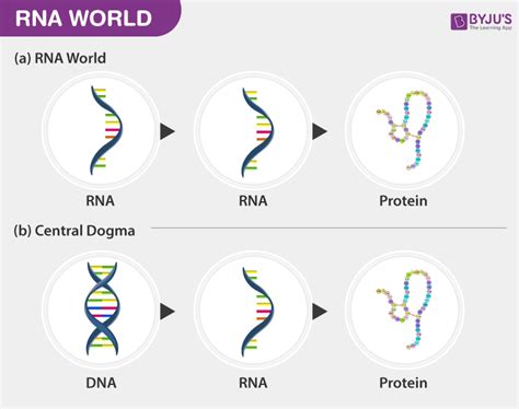 RNA World - The Genetic Material and the Origins of Life