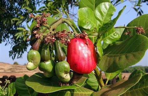 Cashew Nut Farming Project Report, Cost and Profit | Agri Farming