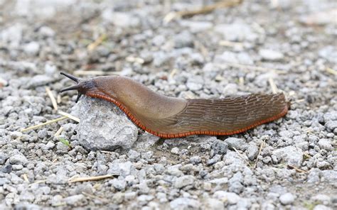 Spanish Slug at Saltholme, 4th September 2016 - David Brown's